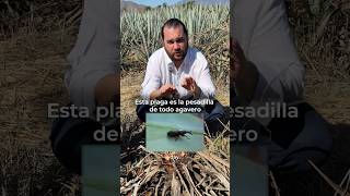 Esta plaga es la pesadilla de todo agavero#brunobarba #tequila #agave #jalisco #méxico