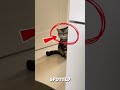 “My Cat Keeps Staring at Nothing… and It’s Creeping Me Out 😳🐱” #cat #funny #memes