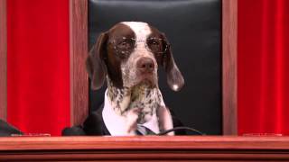 Dog Supreme Court Debates Human Sacrifice #puppyjustice #realanimalsfakepaws