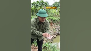 Băm đa dạng các loại thân cây chuối, cỏ voi, làm thức ăn chăn nuôi với Máy Băm Chuối Inox