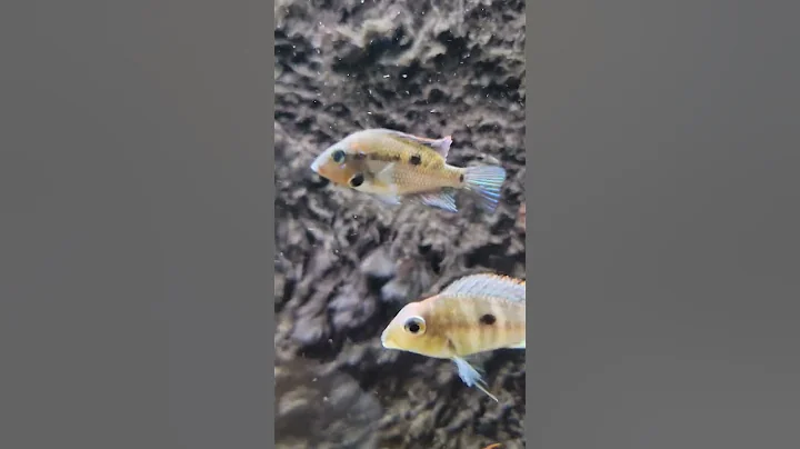 Fierce and Fiery: Firemouth Cichlid in Action - DayDayNews