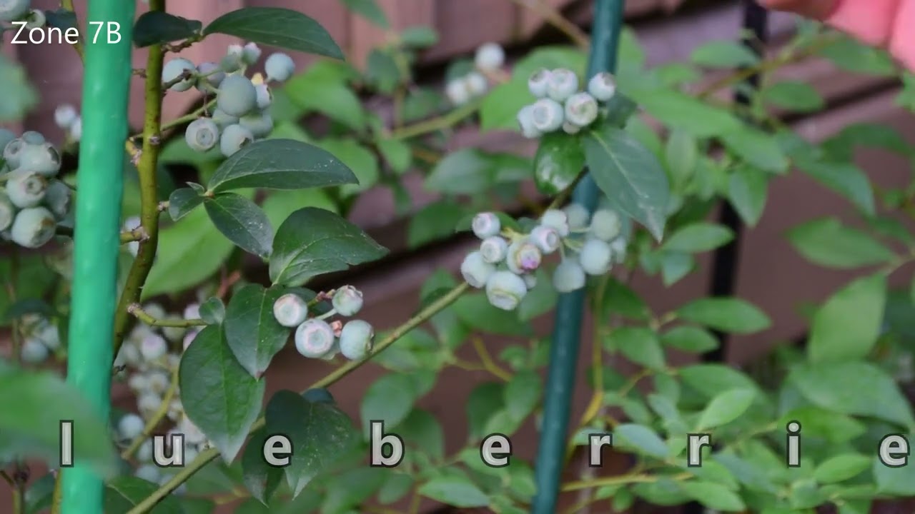 Free berries for a month  Did My Bushes Finally Pay Off This Year