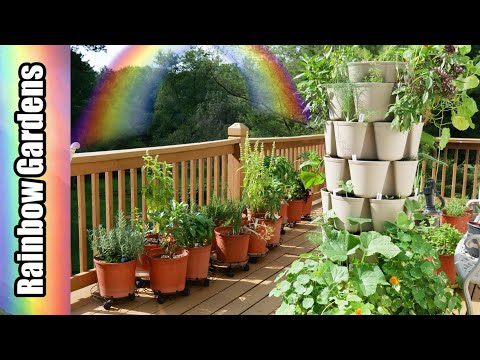 Walking & Talking through the Herb Container Garden, Early August Zone