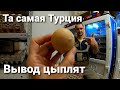 🥚❌Вывод цыплят из турецкого яйца. А как у Вас? Новое яйцо Венгрия и Турция