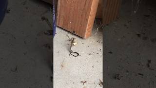 Snake vs Spider