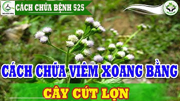 Chữa viêm xoang bằng cây cứt lợn cách chữa viêm xoang 100% hiệu quả tại nhà