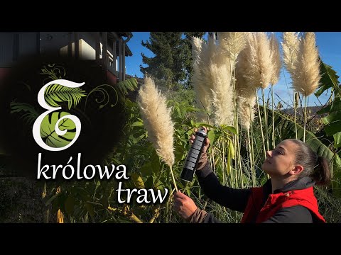 Wideo: Uprawa trawy pampasowej: jak dbać o trawę pampasową