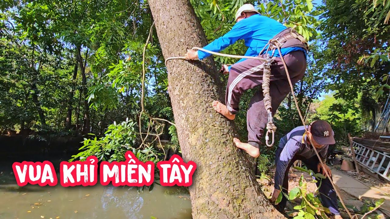 Vì thiếu nhân lực !!! Nên Vua Khỉ cưa cây Xà Cừ vất vã hơn gấp nhiều lần.