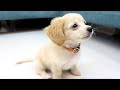 1日でおすわりをマスターした子犬がこちらです