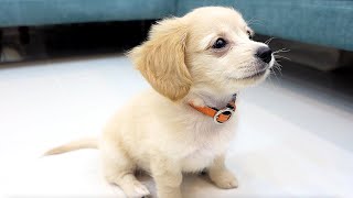 My puppy learns to sit in 1 DAY [Eng subs]