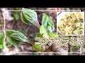 コシアブラご飯最高に美味しい作り方