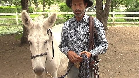 How To Train Your Donkey To Pack, Mike Hughes, Auburn California