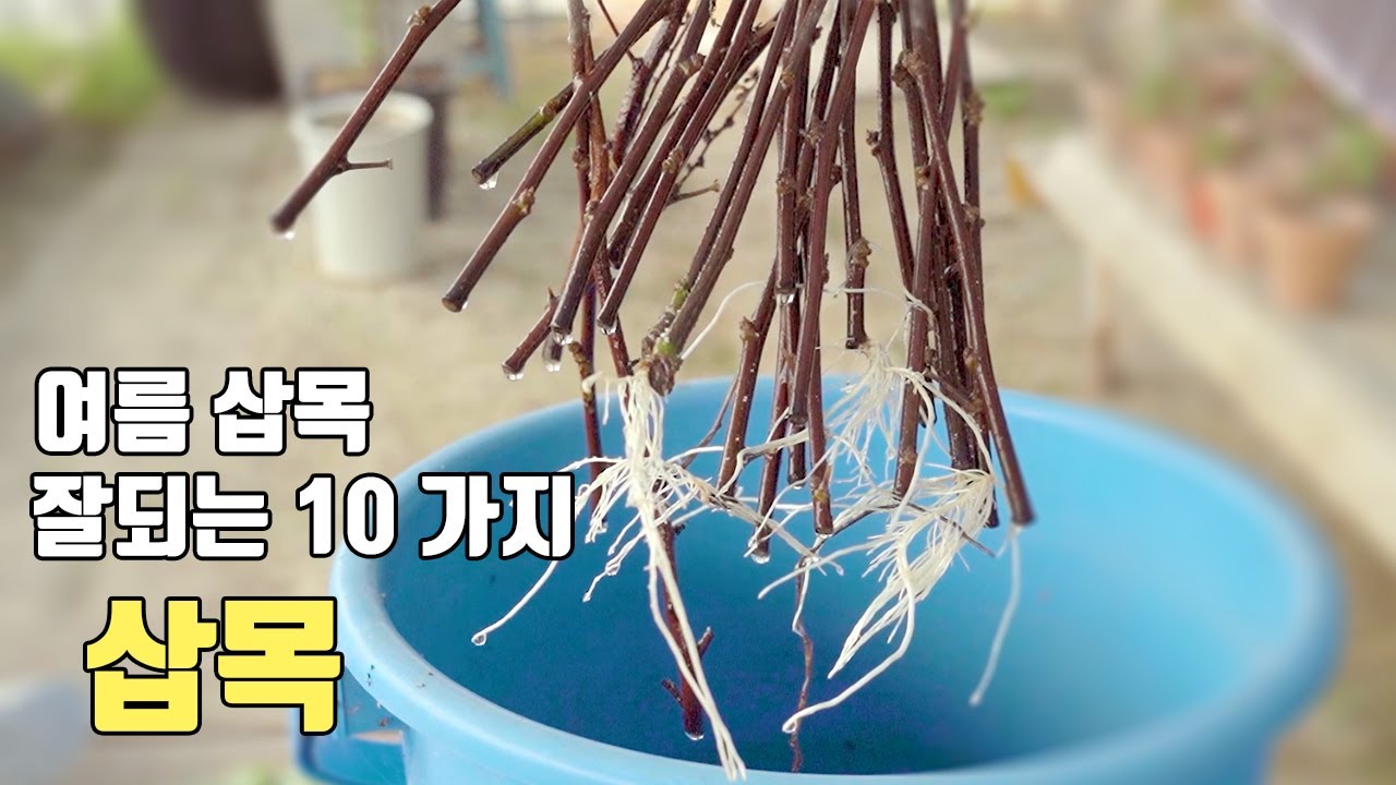 🪴여름에 삽목이 잘 되는 식물 10가지 추천  🪴  / 장마철에 빨리  하세요