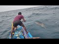 Monster Cobia & King Fish Thrilling Great Escape video in offshore