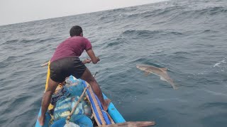 Monster Cobia & King Fish Thrilling Great Escape video in offshore