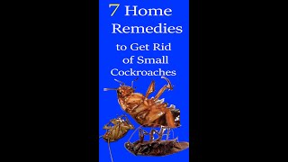 7 best home remedies to get rid of cockroaches