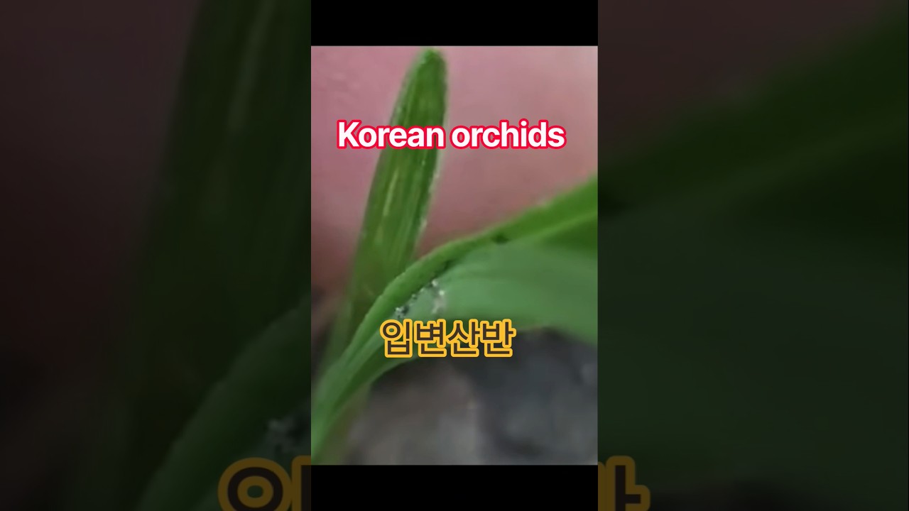 산속 보물을 찾아서!! #난초 #란쟁이tv #산행 #koreanorchid #산반 #shorts