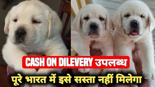 Labrador Puppies For Sale  Cheapest Price | Cash  on Dilevery |