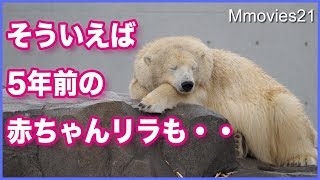 ホッキョクグマ リラ 生後3ヶ月から5歳まで　Polar Bears memories