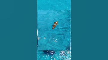 3D Fish Card with HTML & CSS 🐠💧 (No JavaScript!) #shorts #shortvideo #css #animation