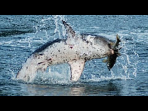 Facts: The Salmon Shark