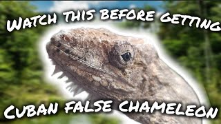 Watch This Before Getting A Cuban False Chameleon