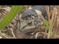 Dramatic fight for survival of frog against snake / Überlebenskampf von Frosch gegen Schlange