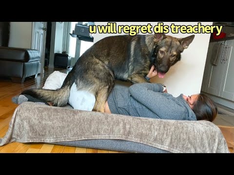 Funny Human Stealing Dogs Bed