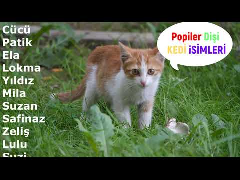 Video: İyi kara kedi isimleri nelerdir?