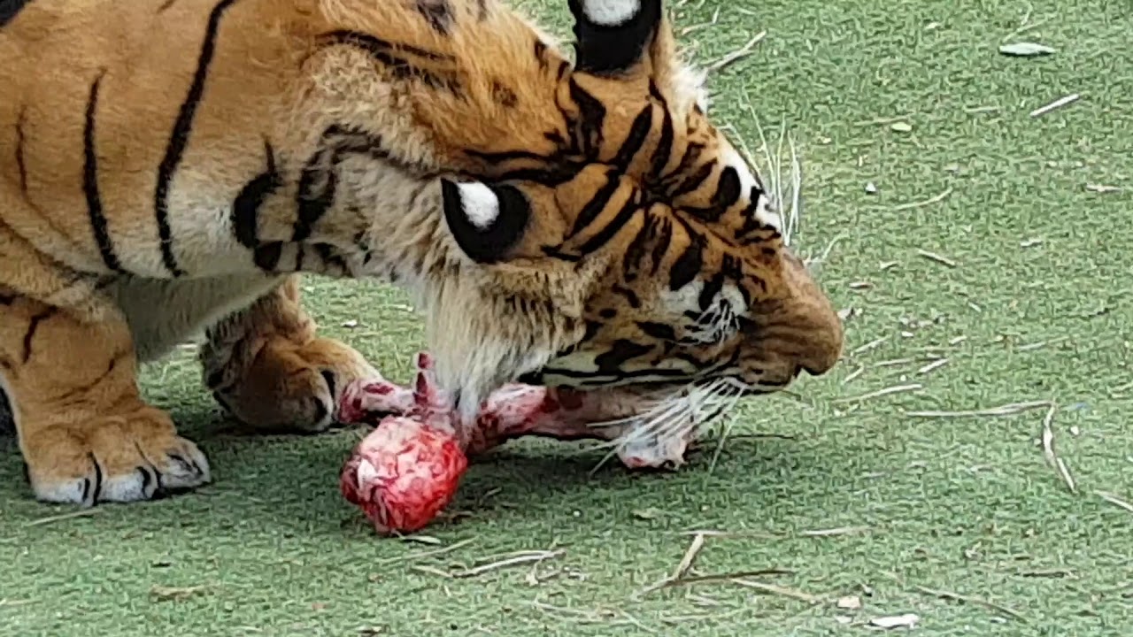 vlogs in spanish This is like candy to tigers!