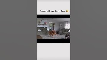 use this sound #dog #meme #memes #funny #shorts #youtubeshorts #yt #fyp #scary