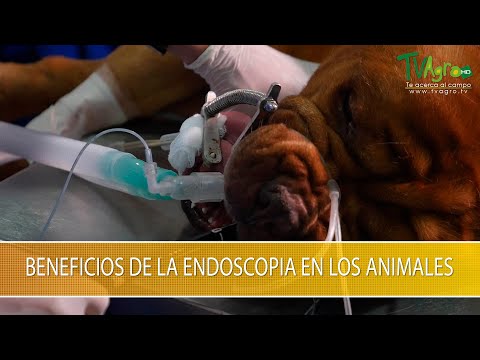 Video: Riesgo de un examen de endoscopia en perros