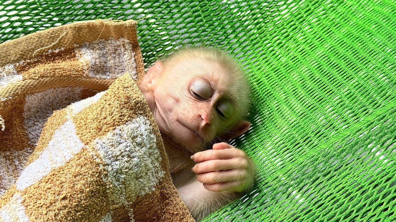 We held our breath when we saw this image of the baby kaki monkey.