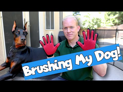 Video: Doberman Pinschers Shed a lot?