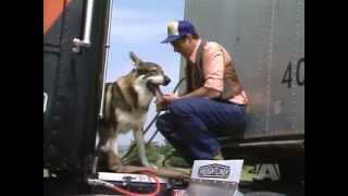 The Littlest Hobo Season 5 Episode 5 Trucker