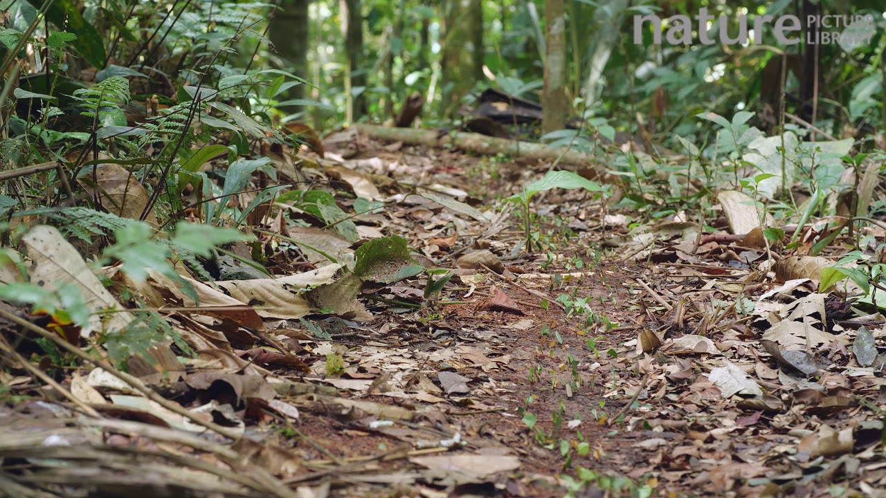footage of chernobyl Column of Leaf cutter ants carrying cut pieces of leaves along the forest floor towards their nest,