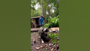 Giant Python Attacks Sleeping Dog — The Terrifying Forest Encounter #PythonAttack #dogrescue