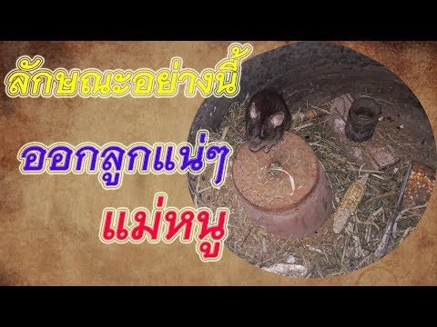 การทำรังของ "แม่หนู"!!!