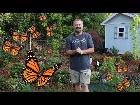 Video: Hvilke blomster liker monarksommerfugler?