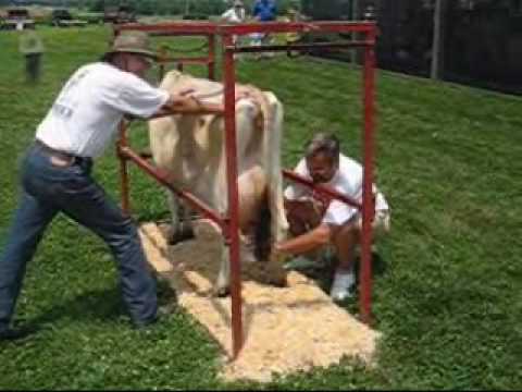 Gene Birk milks a cow