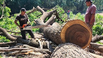 Solid table material, felling tamarind tree with chainsaw stihl