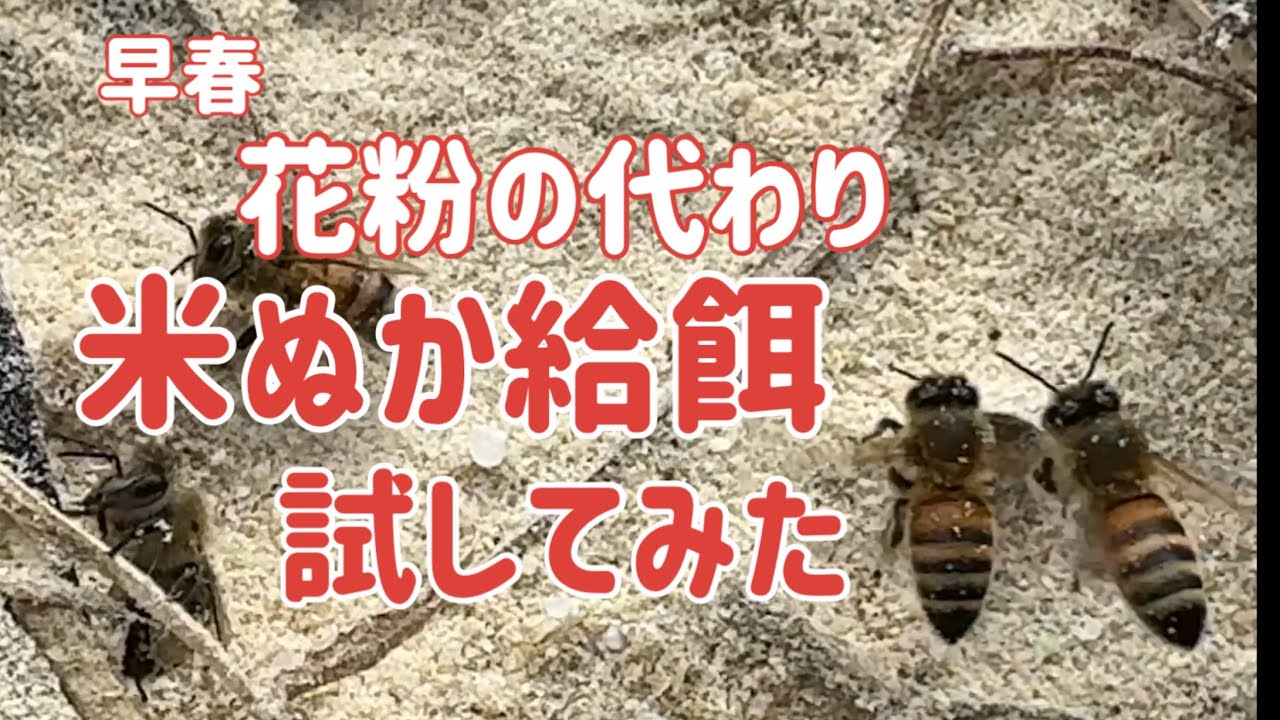 早春　花粉の代わり　米糠給餌試してみた