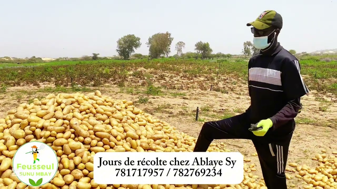 🌾🎥 Jours de récolte chez Abdoulaye Sy à Noto Gouye Diama 🌱✨