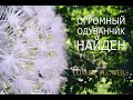 Огромный одуванчик! Он существует!