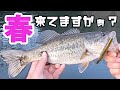 【バス釣り】春の野池でフローターでプカプカ、春のバス釣り！