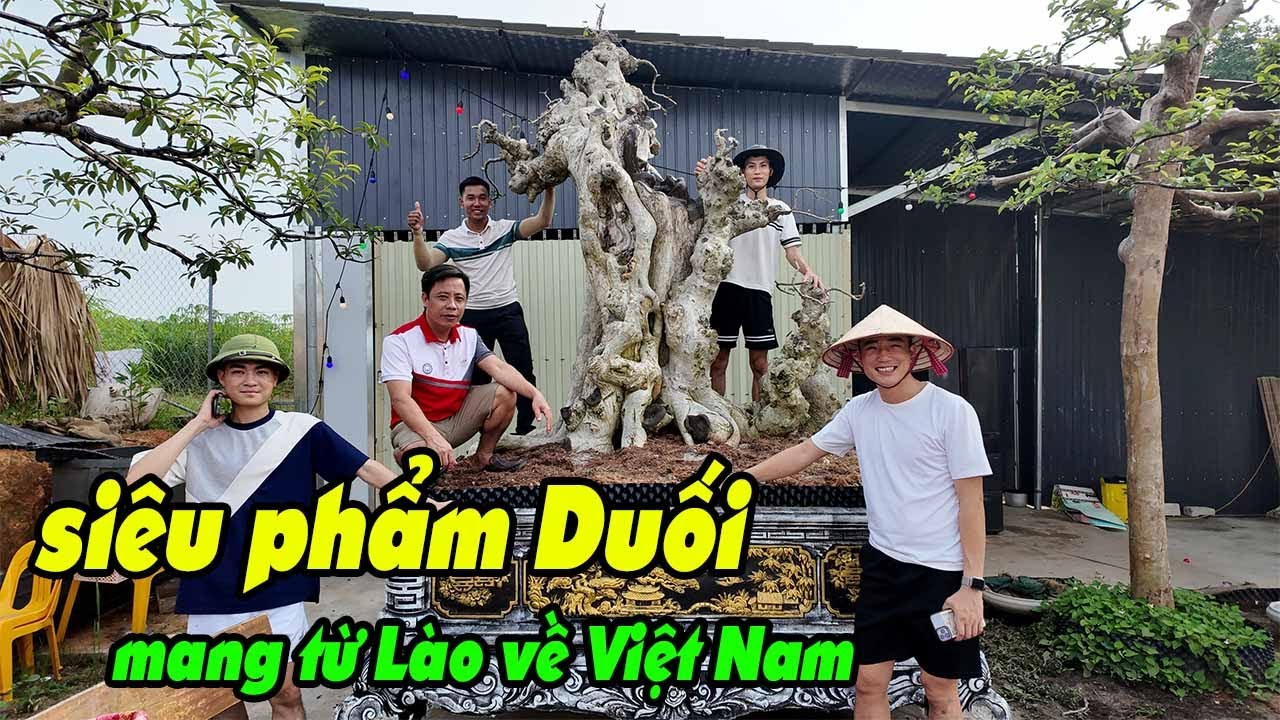 Rất nhiều anh em kéo nhau lên Tuyên Quang xem mục sở thị cây duối khủng từ bên Lào mang về VN