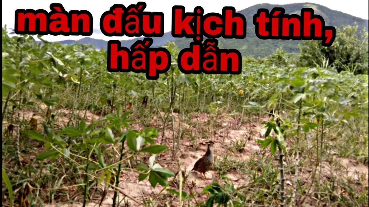 BẪY ĐA ĐA MỚI NHẤT LY KỲ VÀ HẤP DẪN   # PHÁTĐẠTVLOG