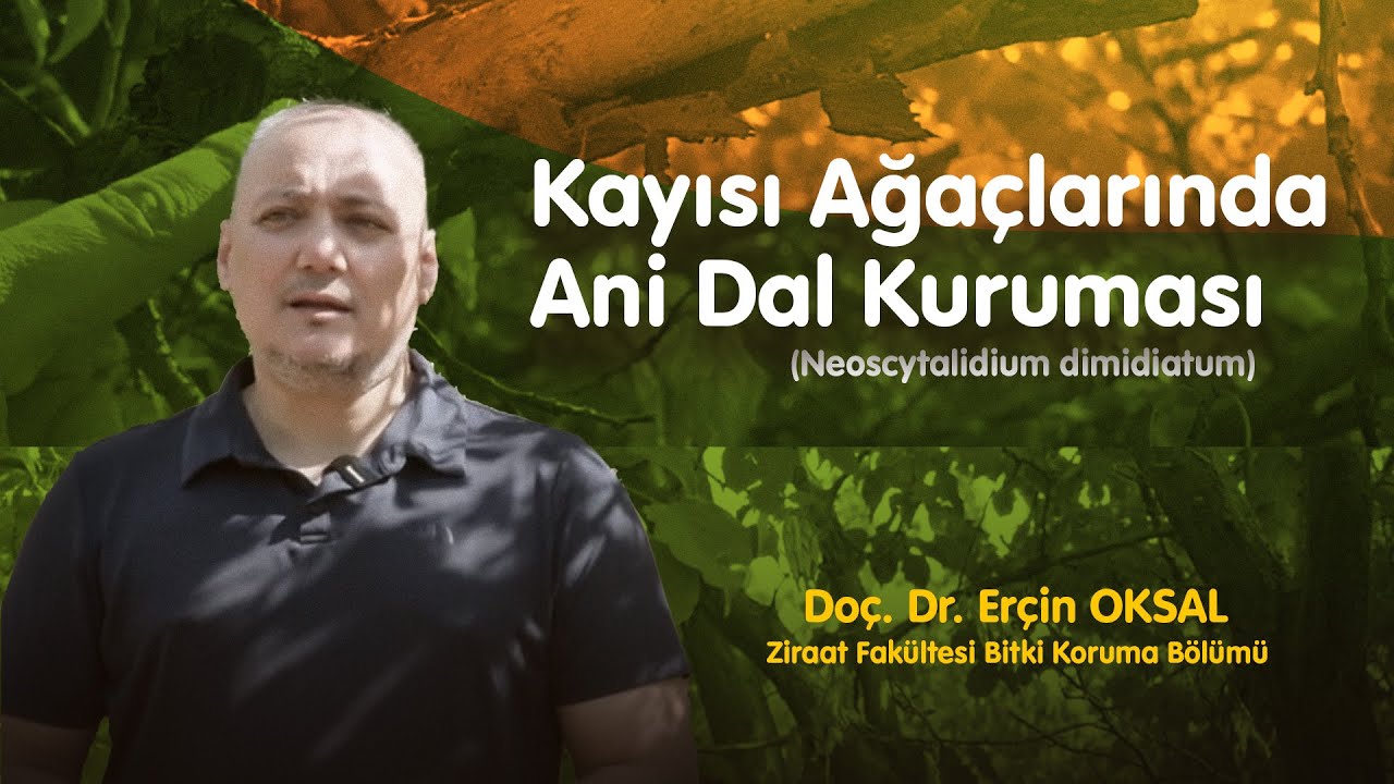 Kayısı Ağaçlarında Ani Dal Kuruması (Neoscytalidium dimidiatum)