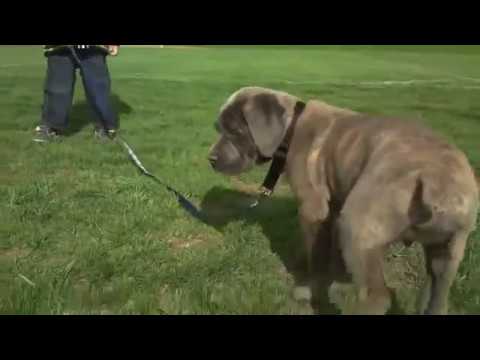 63+ Cane Corso Blue Brindle