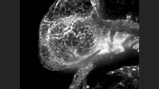 Timelapse of vascular development